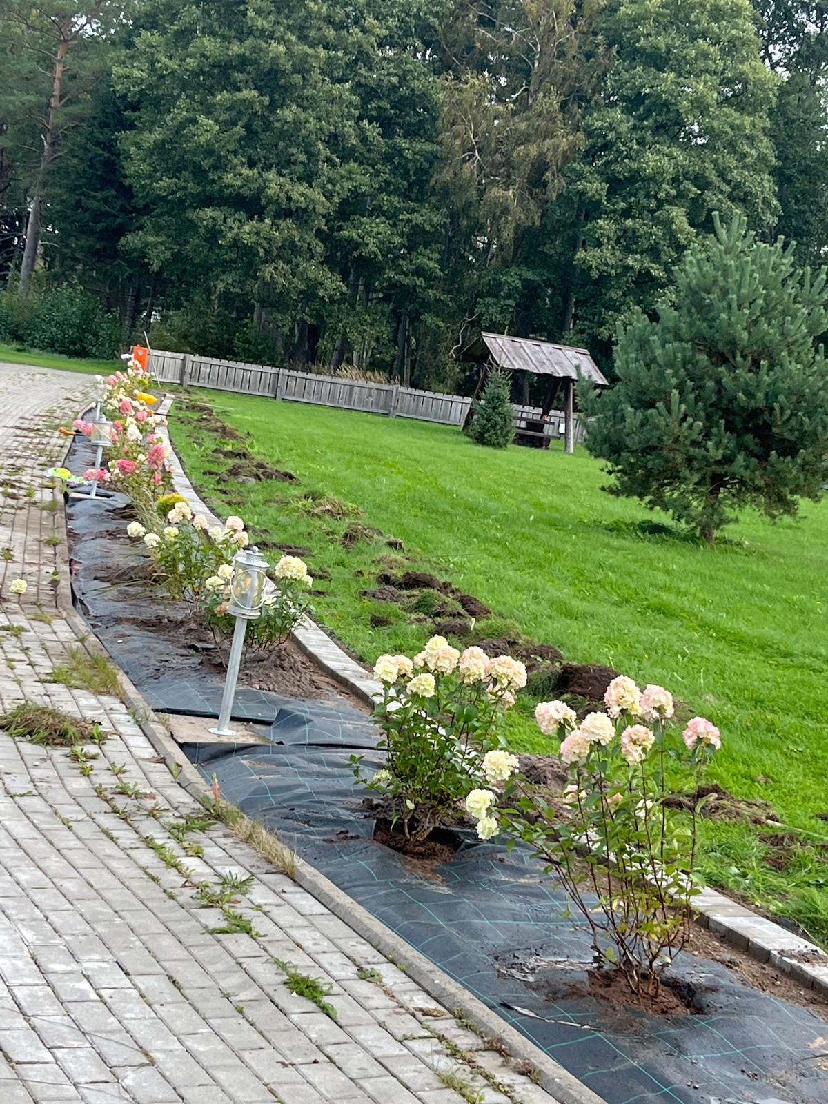 See on sügisel tehtud hortensia peenar 120 m Metsaluige Puhketallu koostöös Võiste Puukooliga kust tulid taimed.
The post Hortensia peenar appeared first on Aia